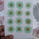 Daisy Flowers