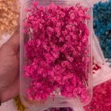 Dried Babybreath Flowers