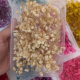 Dried Babybreath Flowers