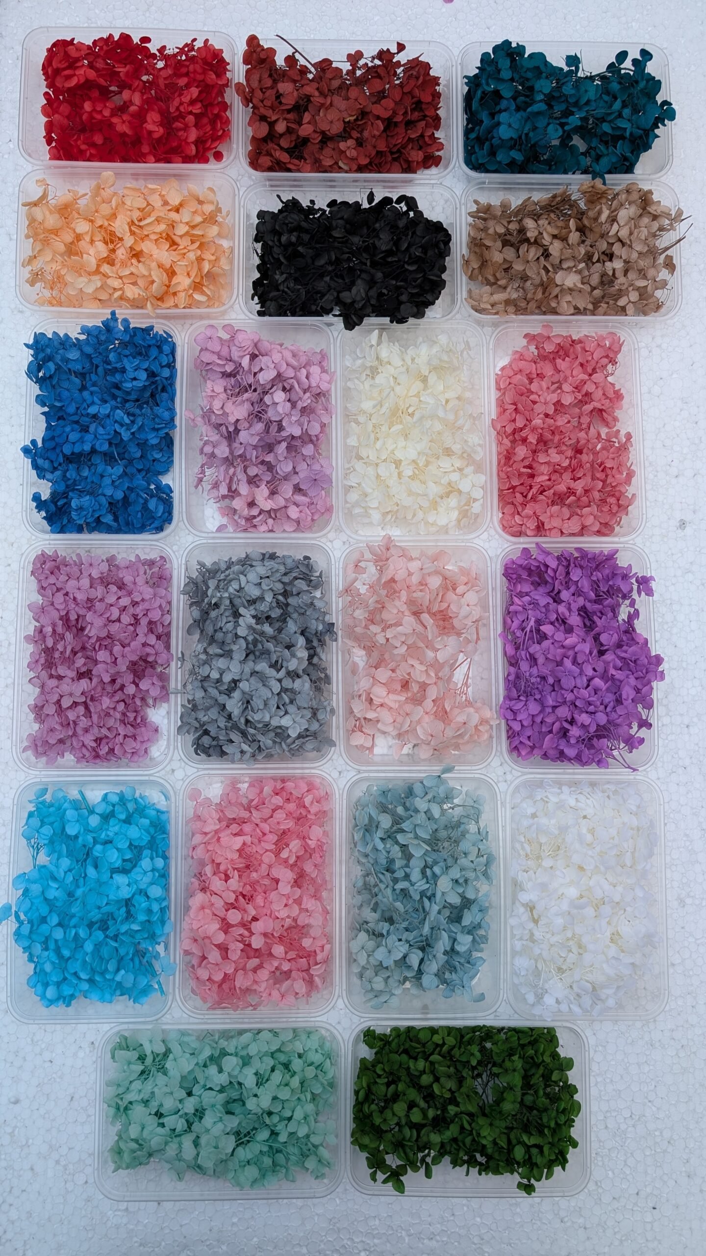 20 shades of real dried hydrangea in transperant box