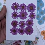 Daisy Flowers