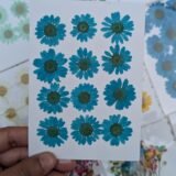 Daisy Flowers