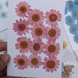 Daisy Flowers