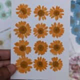 Daisy Flowers
