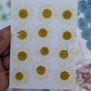 Daisy Flowers