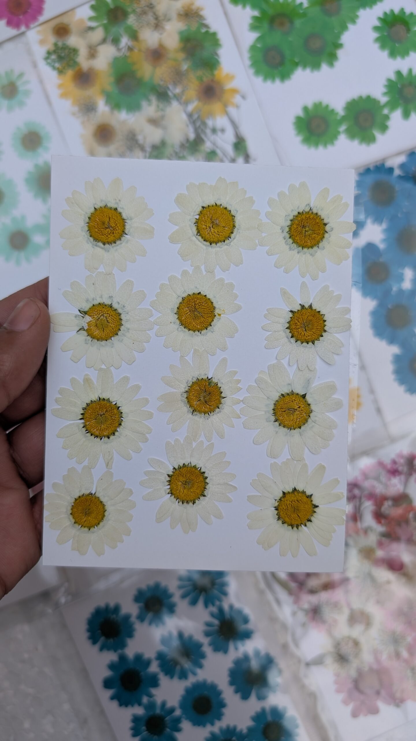 Daisy Flowers