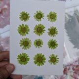 Daisy Flowers