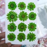 Daisy Flowers