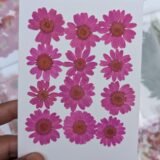 Daisy Flowers