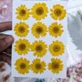 Daisy Flowers