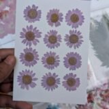 Daisy Flowers