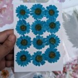 Daisy Flowers