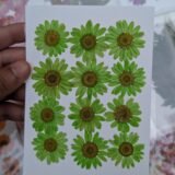 Daisy Flowers