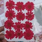 Daisy Flowers