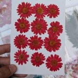 Daisy Flowers