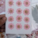 Daisy Flowers
