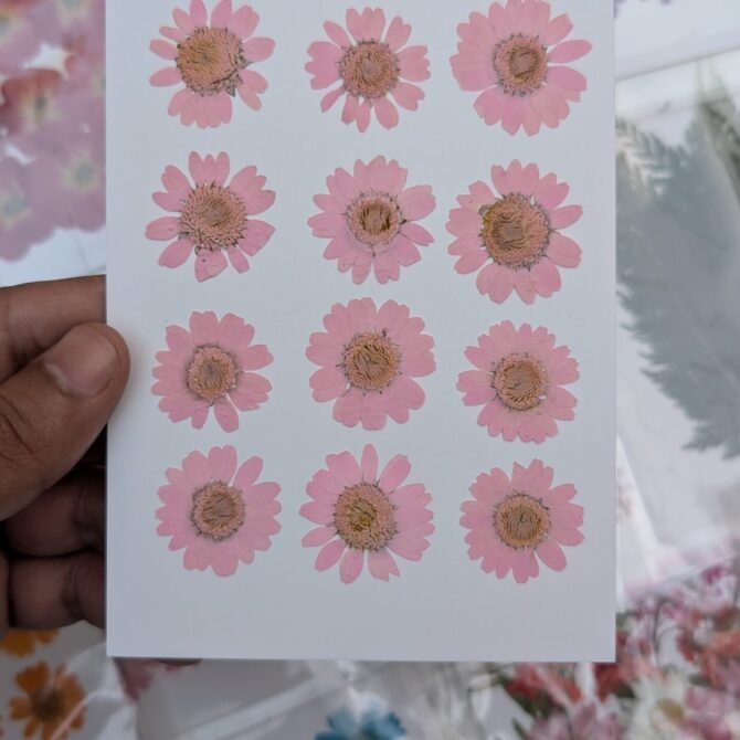 Daisy Flowers