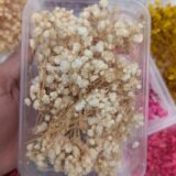 Dried Babybreath Flowers