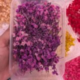 Dried Babybreath Flowers