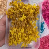 Dried Babybreath Flowers