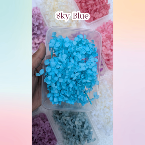 Sky blue color dried haydrangea flowers for resin art and DIY craft