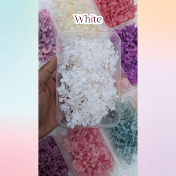 White color dried haydrangea flowers for resin art and DIY craft